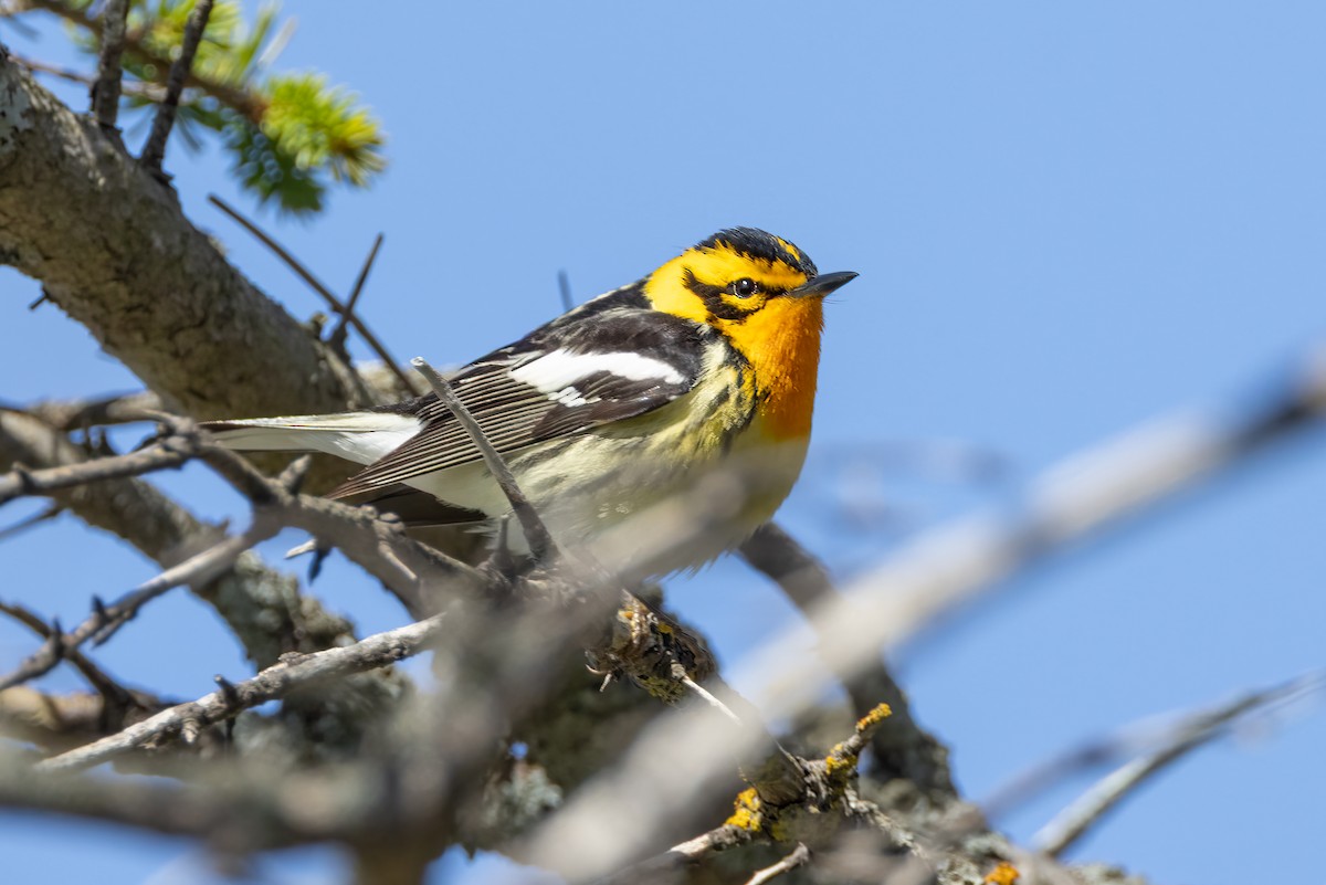 Blackburnian Warbler - ML637258722