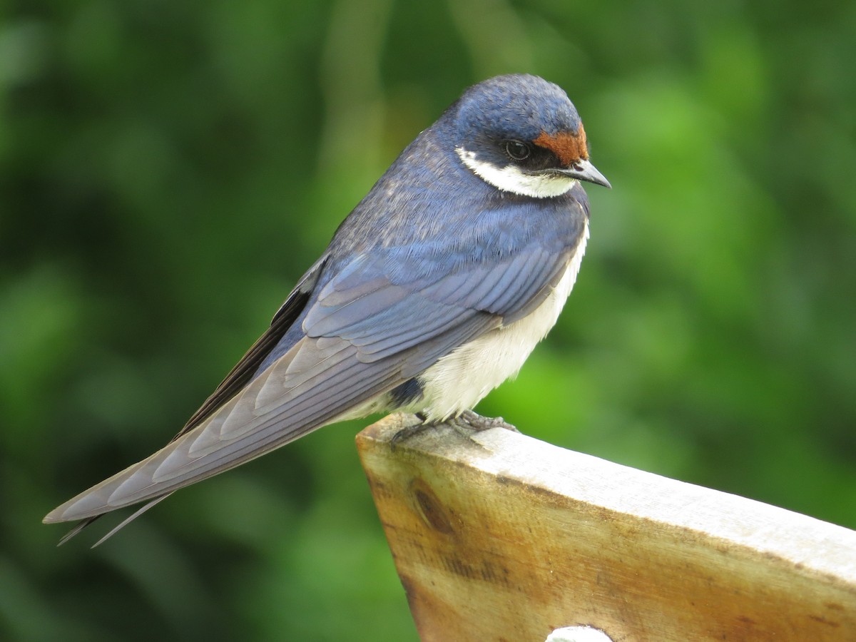 White-throated Swallow - ML637258723