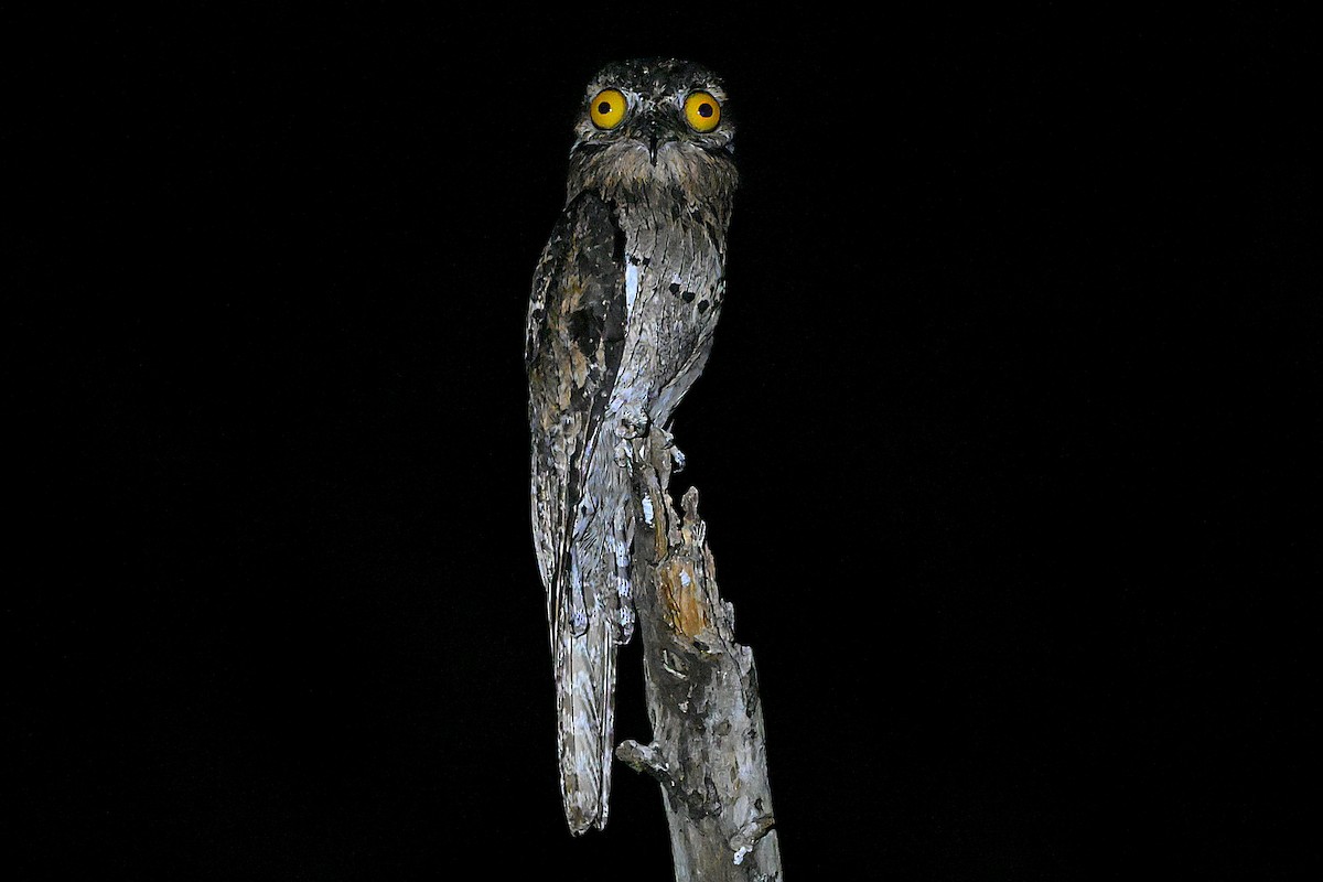 Klagetagschläfer - ML637258745