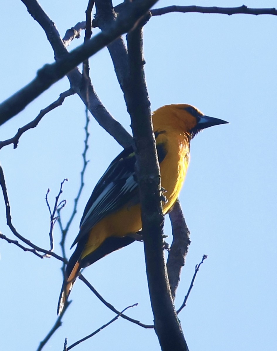 Streak-backed Oriole - ML637258802
