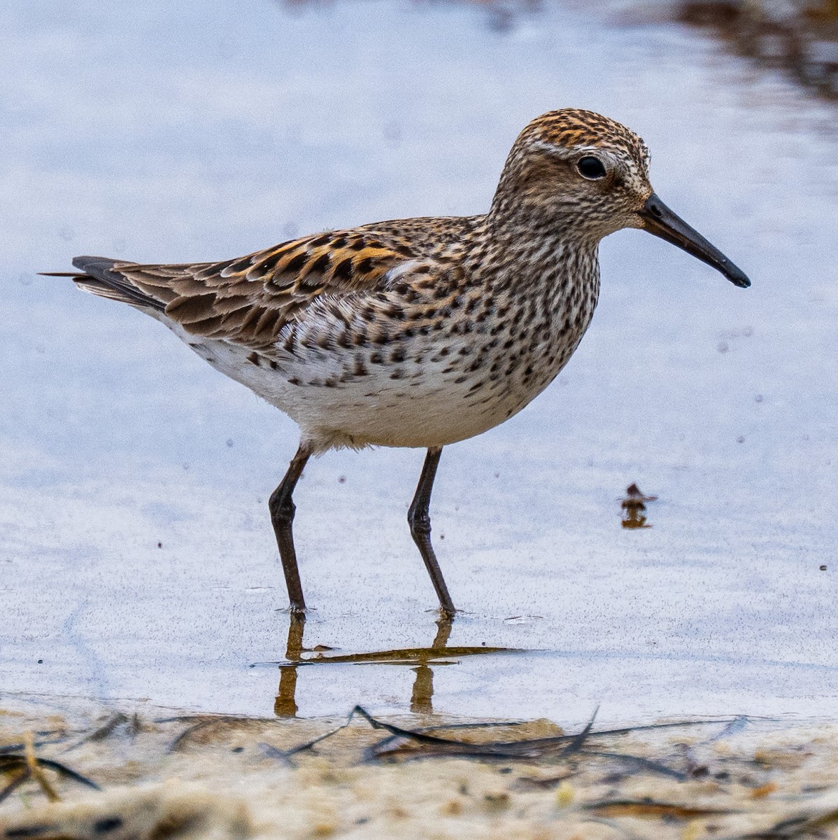 White-rumped Sandpiper - ML637258866