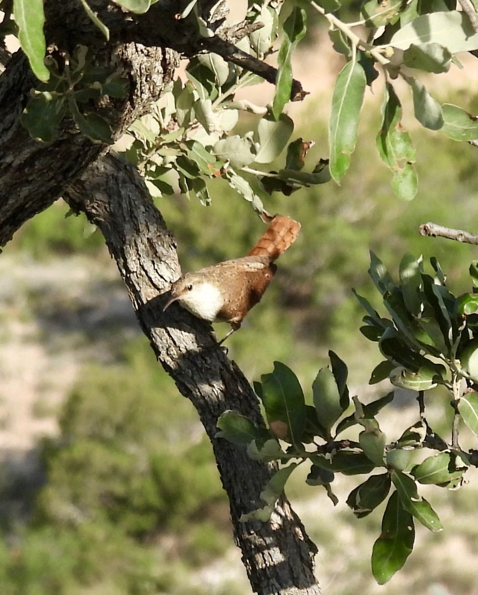 Canyon Wren - ML637258925