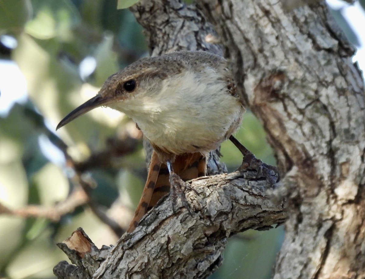 Canyon Wren - ML637258926