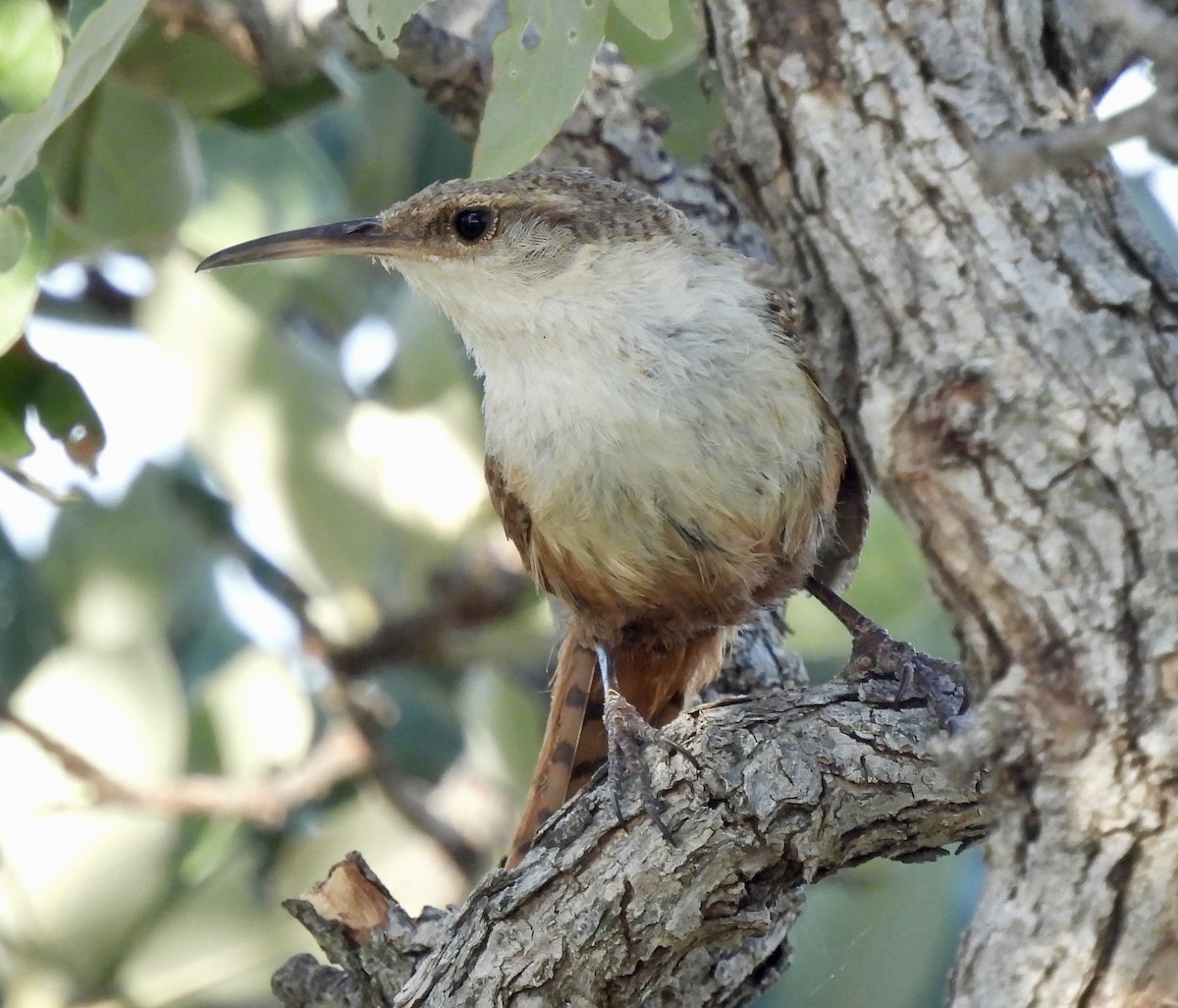 Canyon Wren - ML637258927