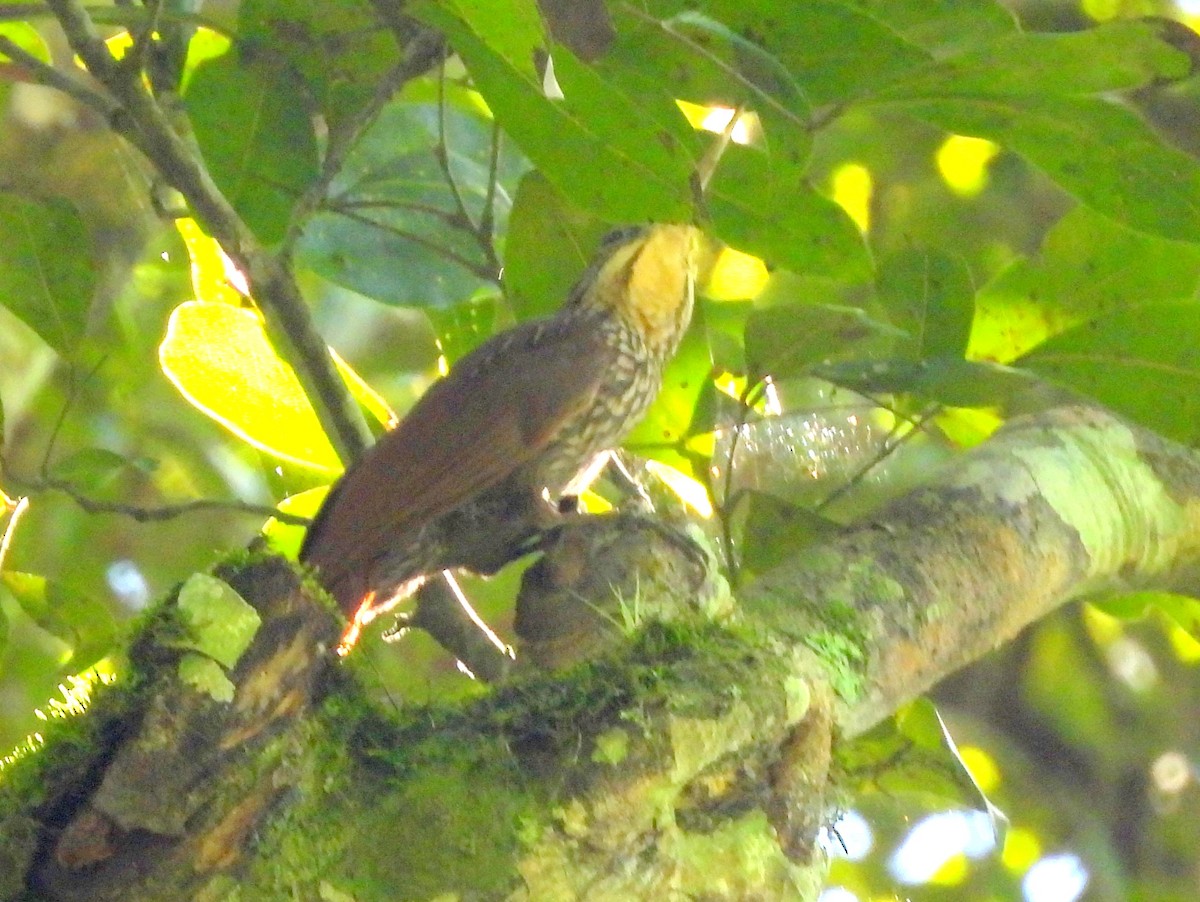 Ivory-billed Woodcreeper - ML637258935