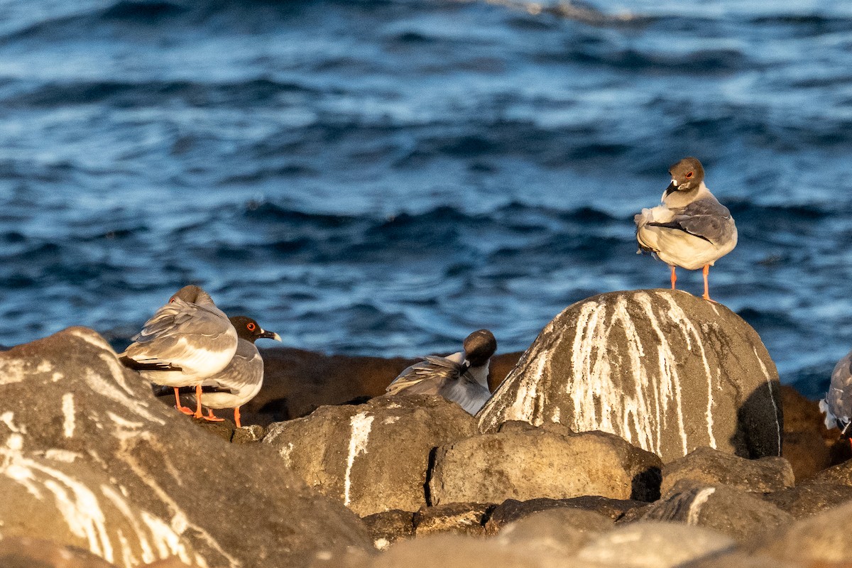 Swallow-tailed Gull - ML637258974