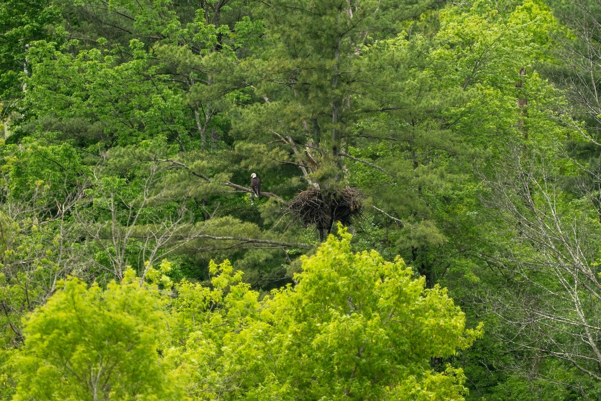 Bald Eagle - ML637259083