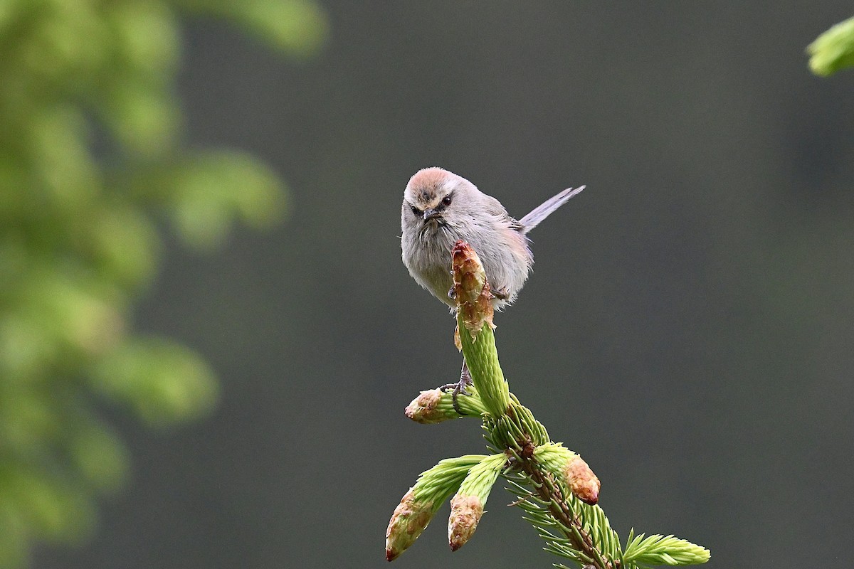 White-browed Tit-Warbler - ML637259101