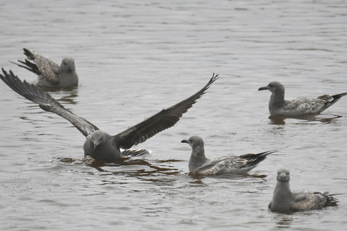 Gray Gull - ML637259128