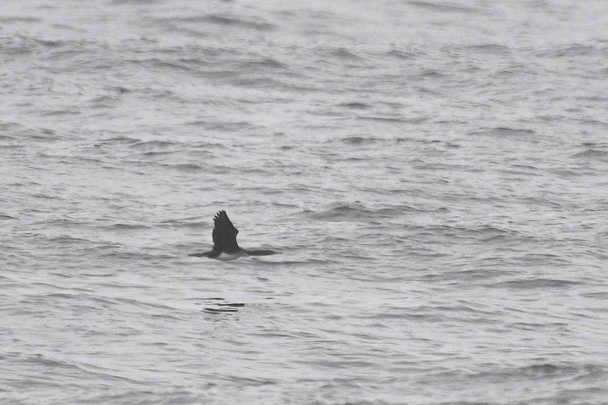 Guanay Cormorant - ML637259142