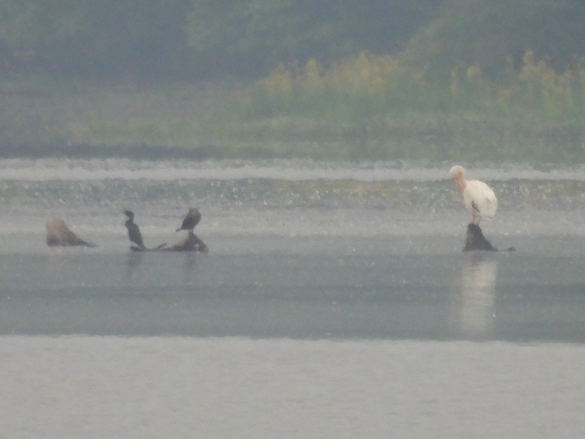 Double-crested Cormorant - ML637259145