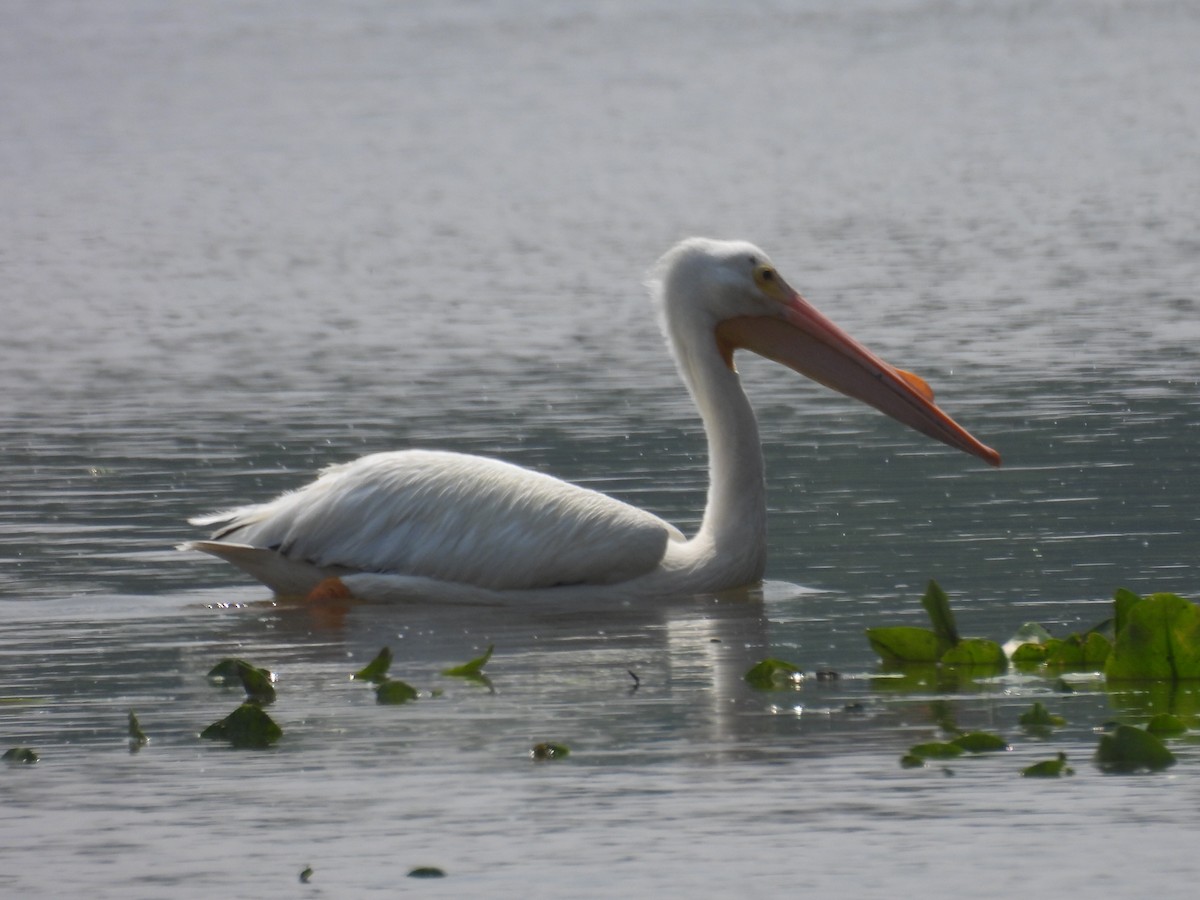 American White Pelican - ML637259170