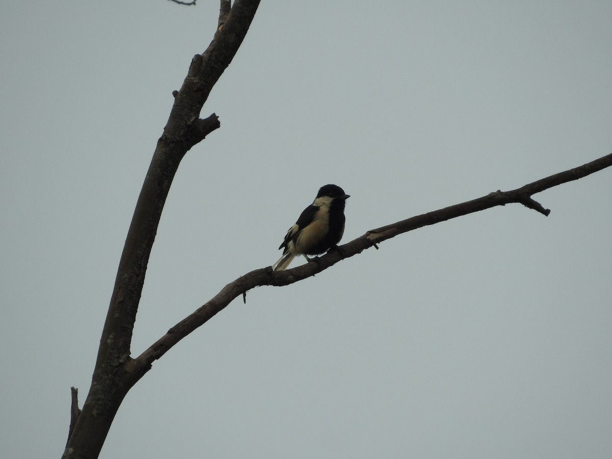 White-naped Tit - ML637259178