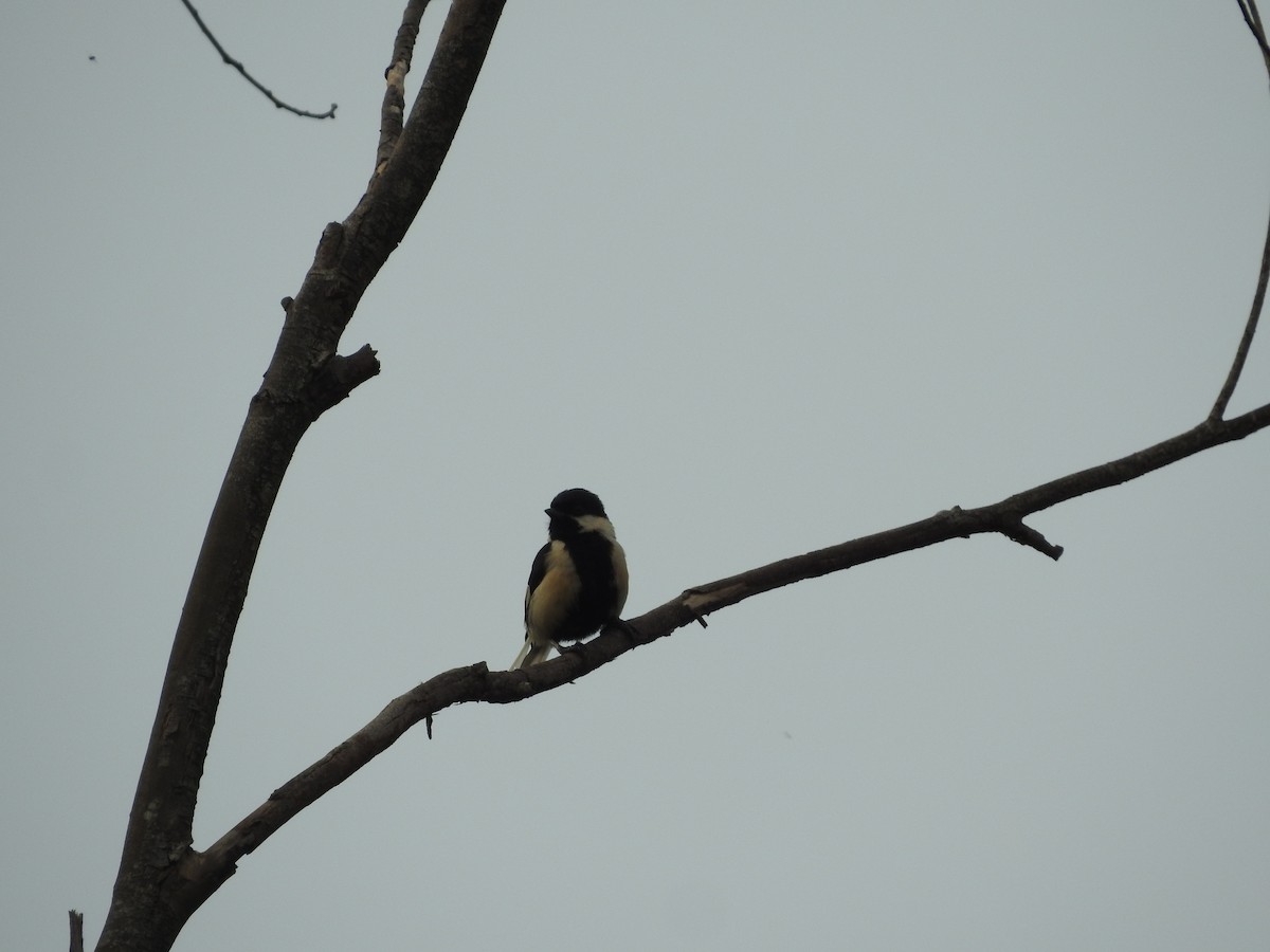 White-naped Tit - ML637259179
