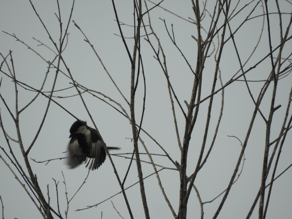 White-naped Tit - ML637259180