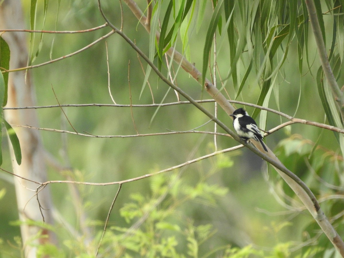 White-naped Tit - ML637259181