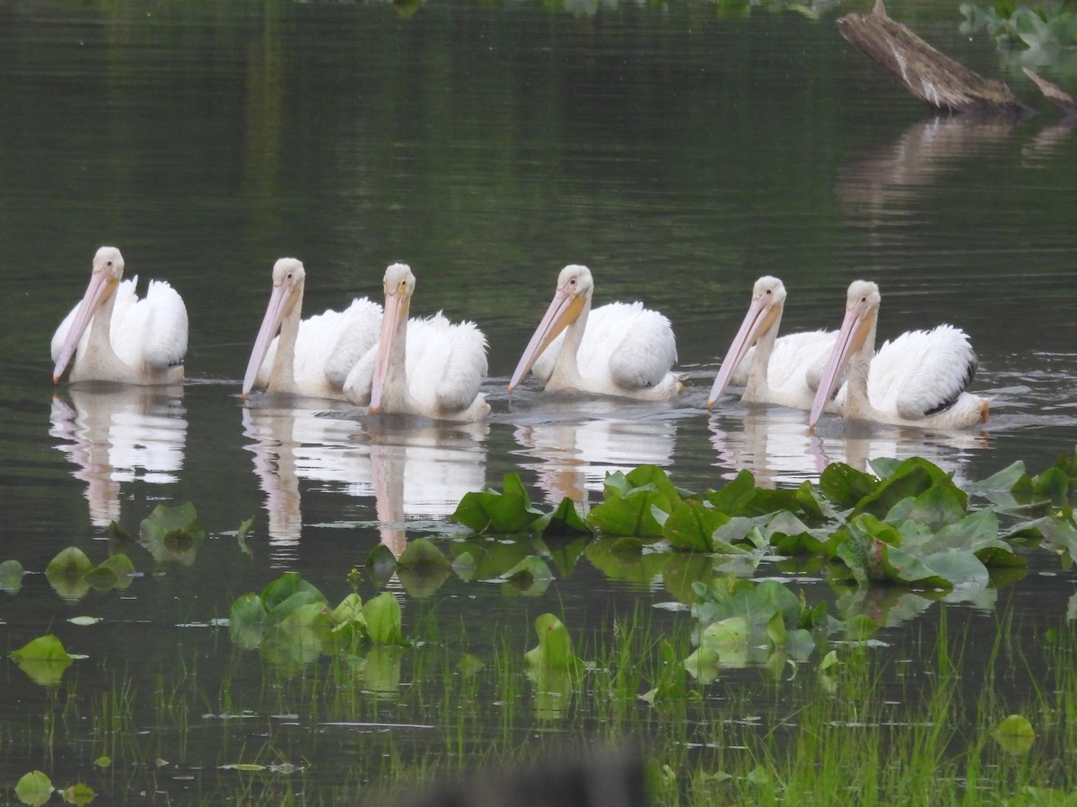 American White Pelican - ML637259194