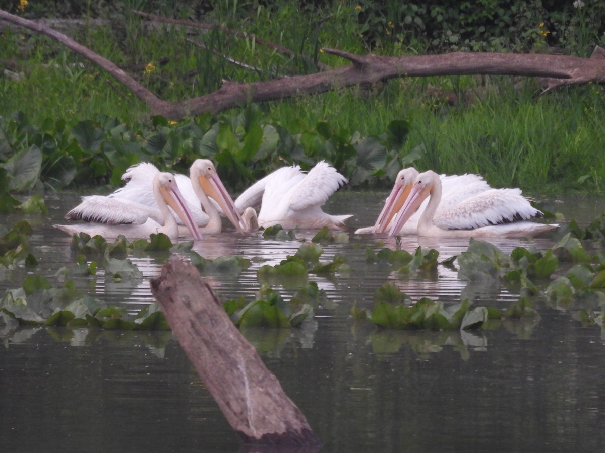 American White Pelican - ML637259207