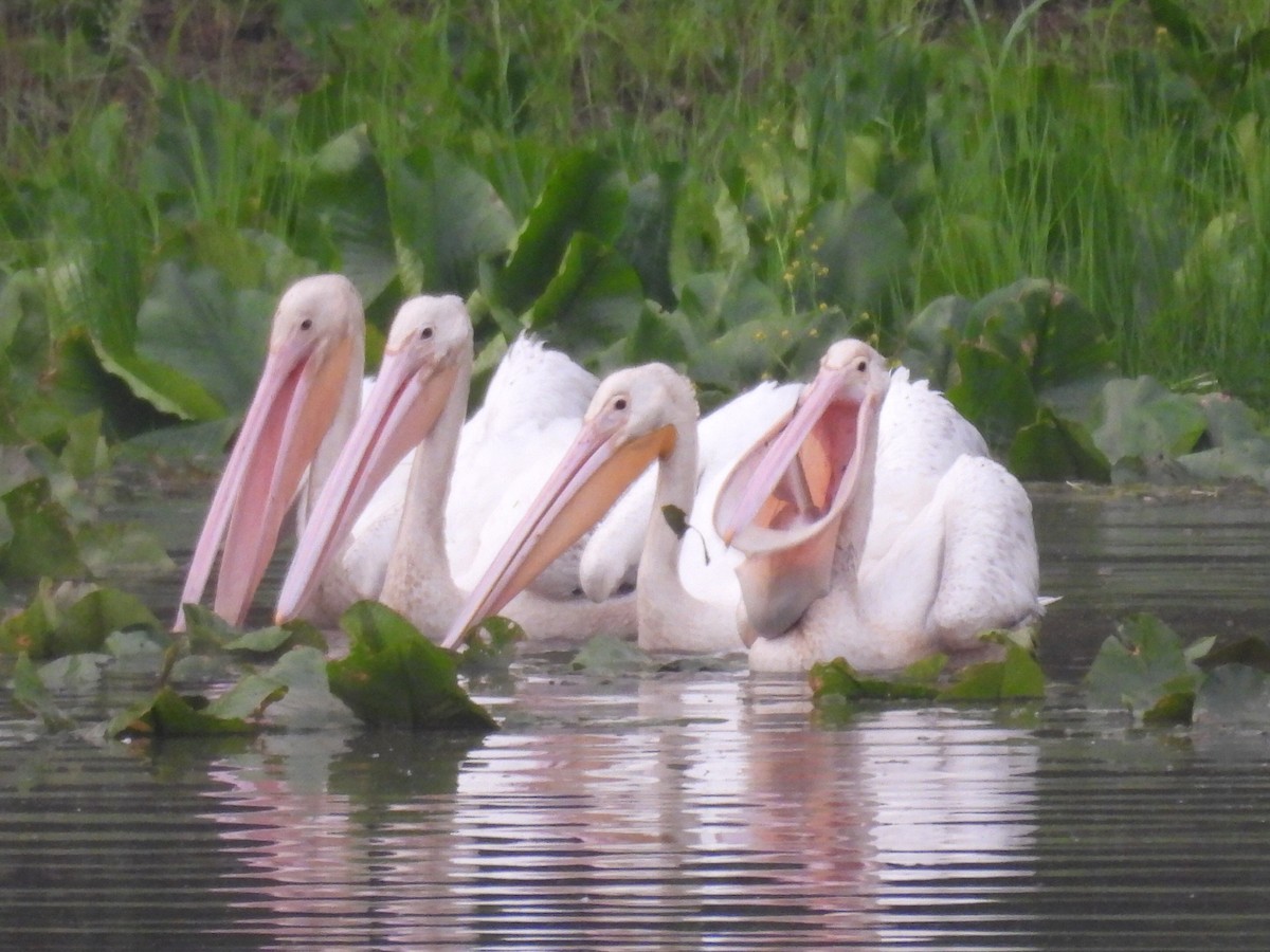 American White Pelican - ML637259214