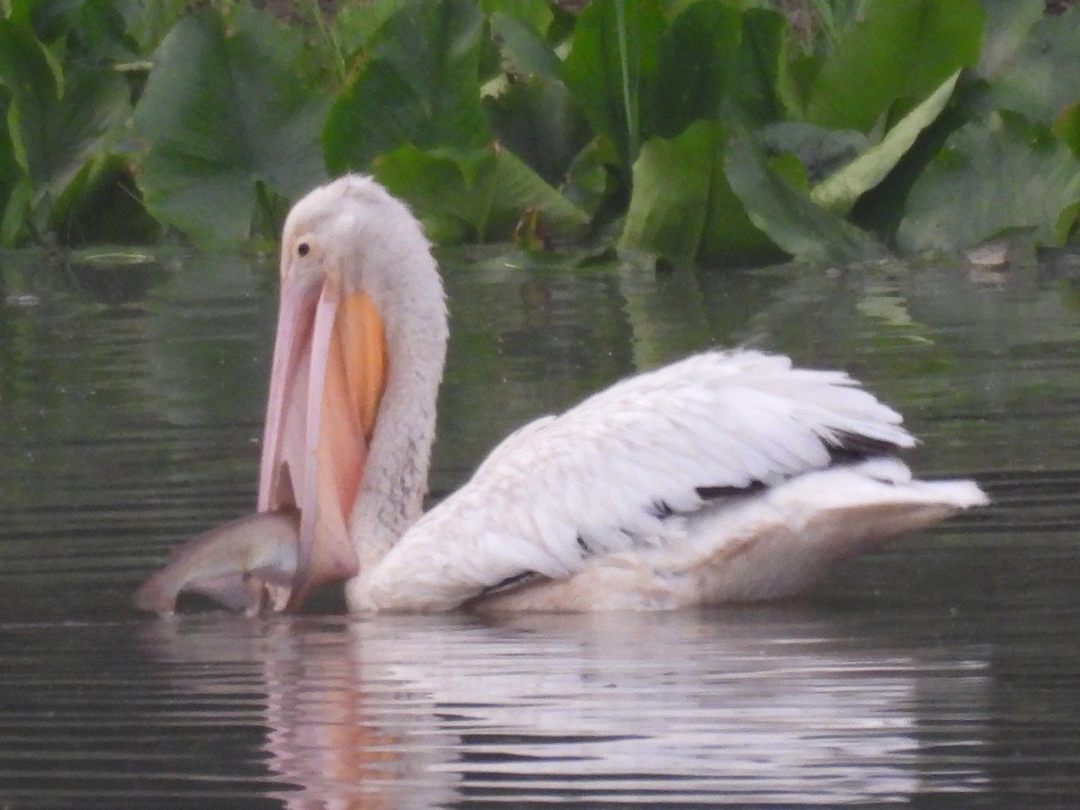American White Pelican - ML637259219