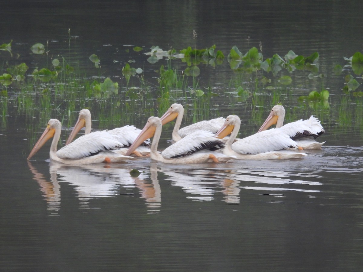 American White Pelican - ML637259246