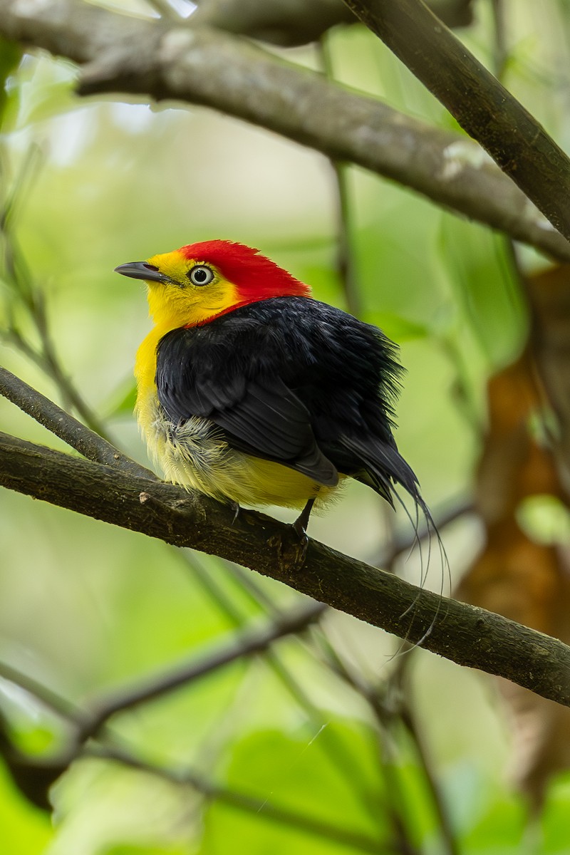 Wire-tailed Manakin - ML637259259