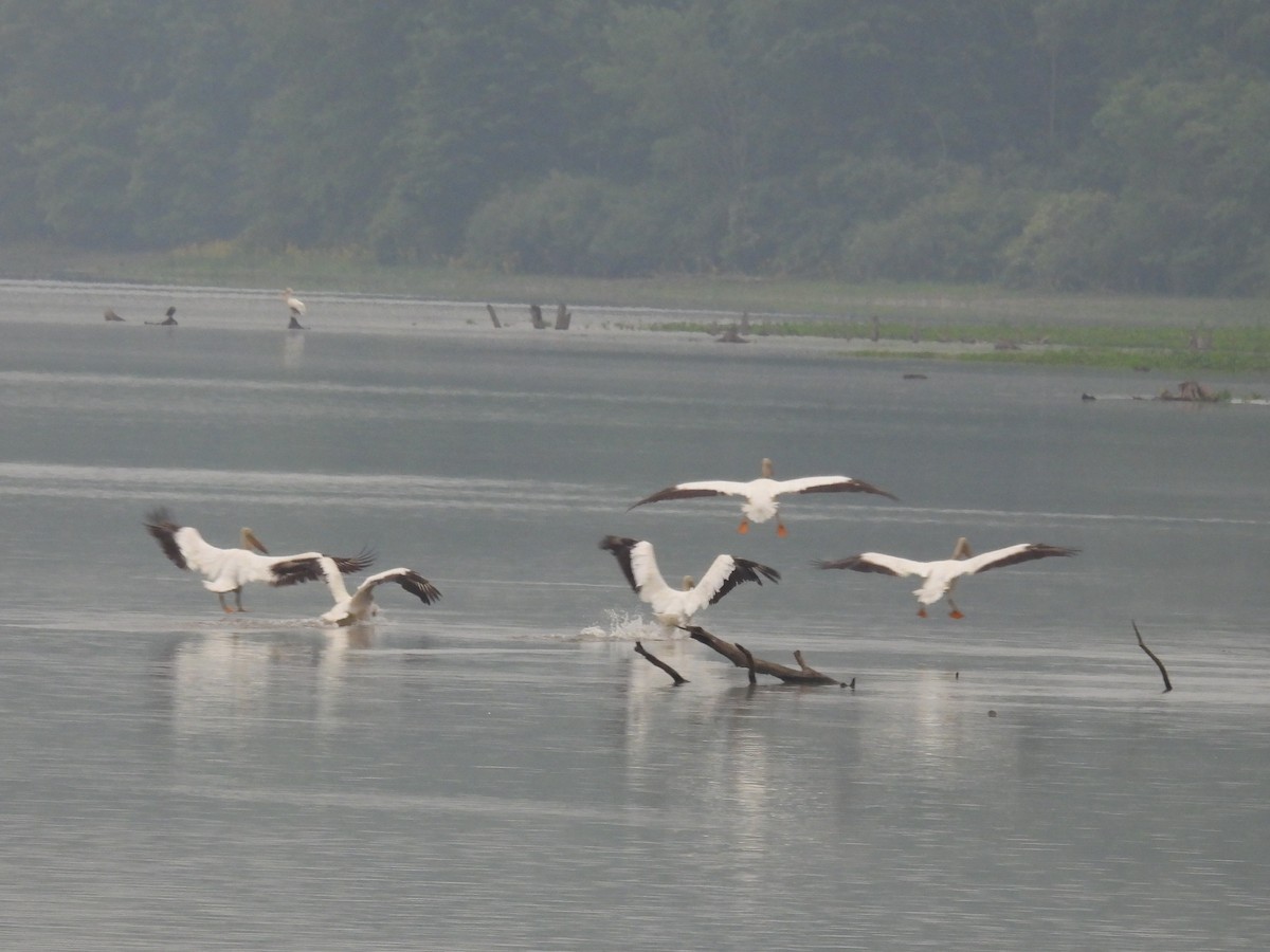 American White Pelican - ML637259277