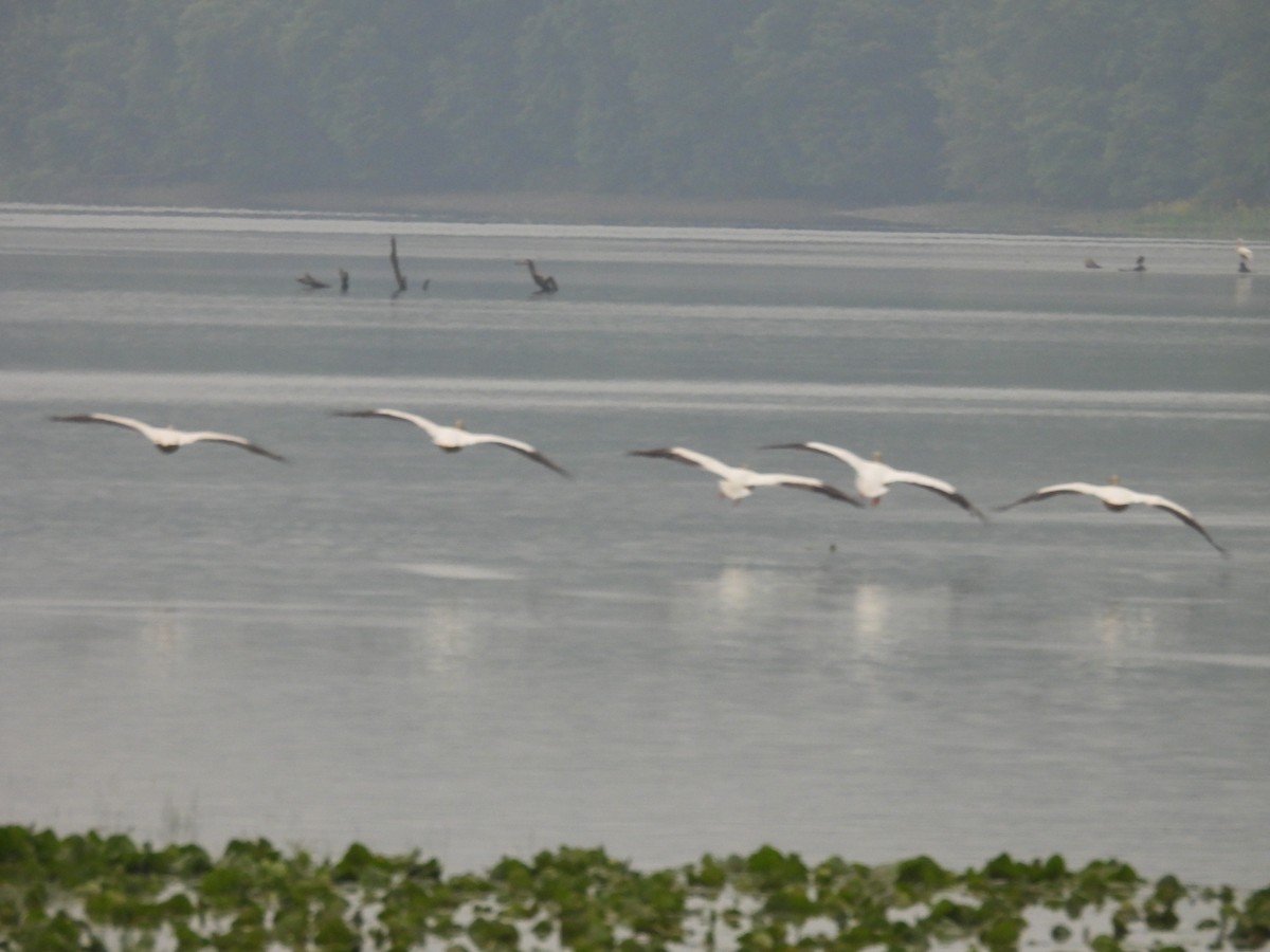 American White Pelican - ML637259286