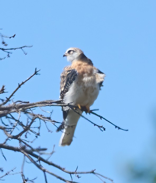 White-tailed Kite - ML637259291