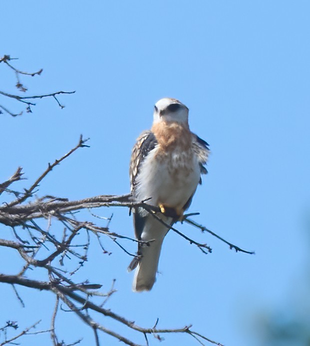 White-tailed Kite - ML637259294