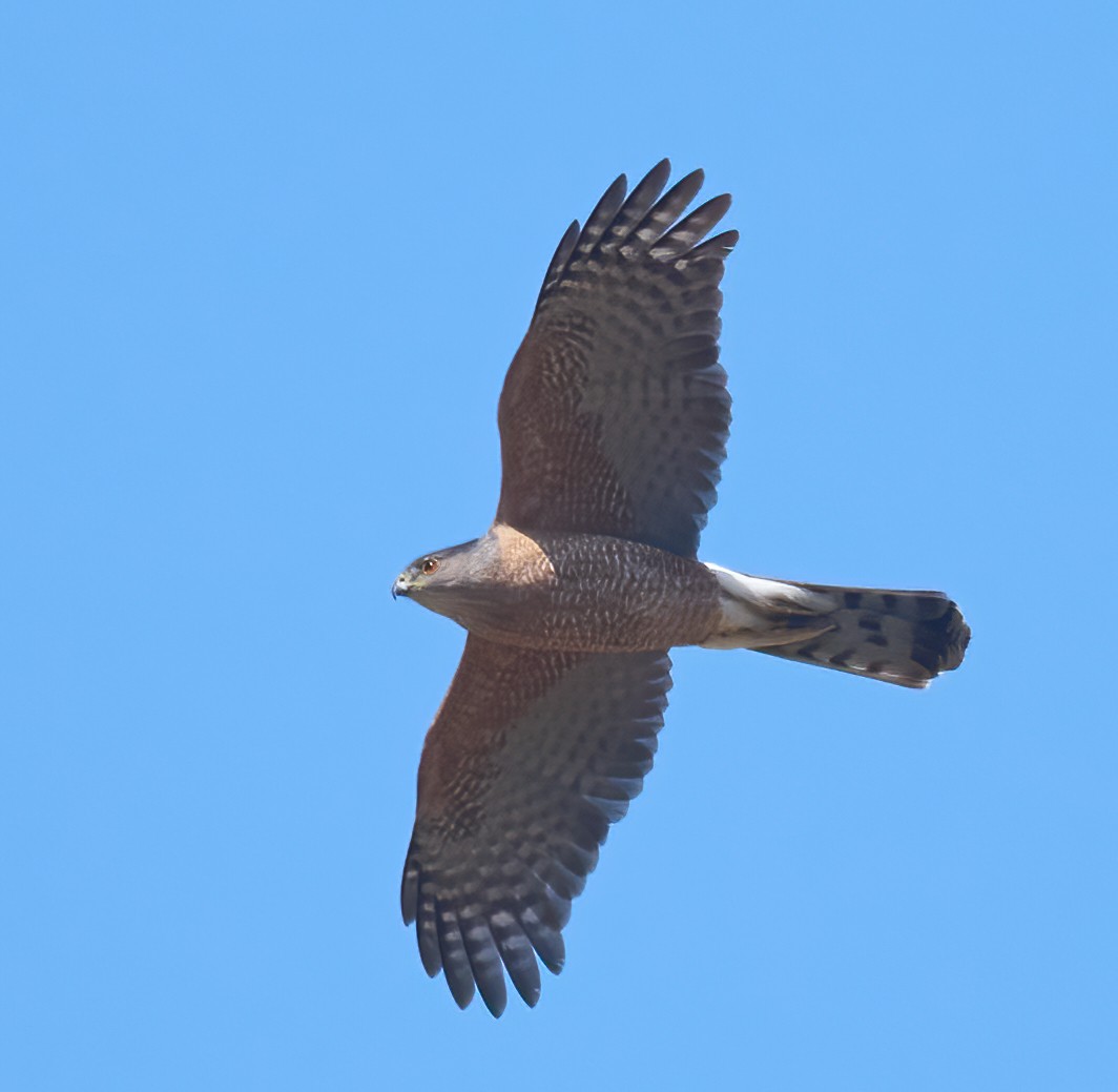 Cooper's Hawk - ML637259312