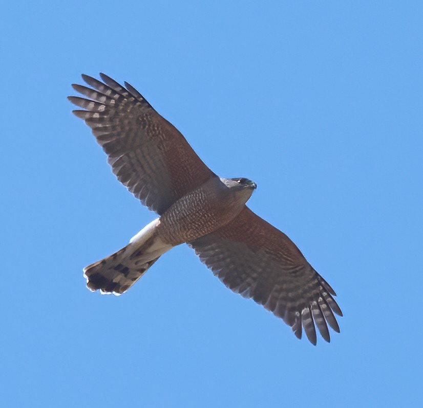 Cooper's Hawk - ML637259313