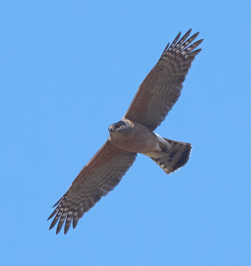Cooper's Hawk - ML637259314