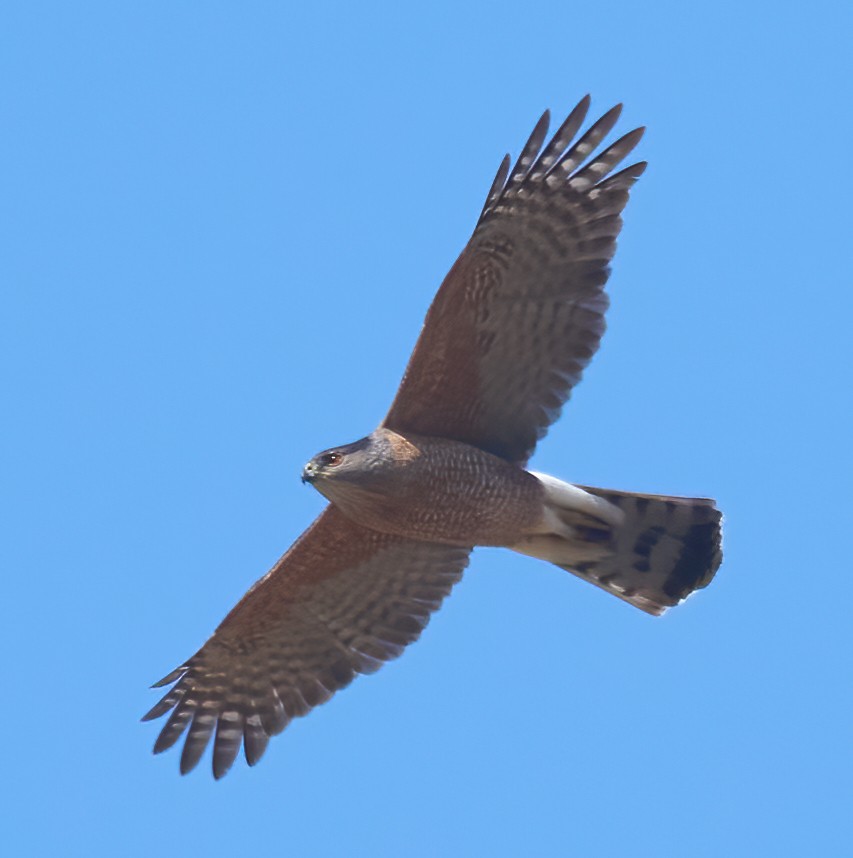 Cooper's Hawk - ML637259315
