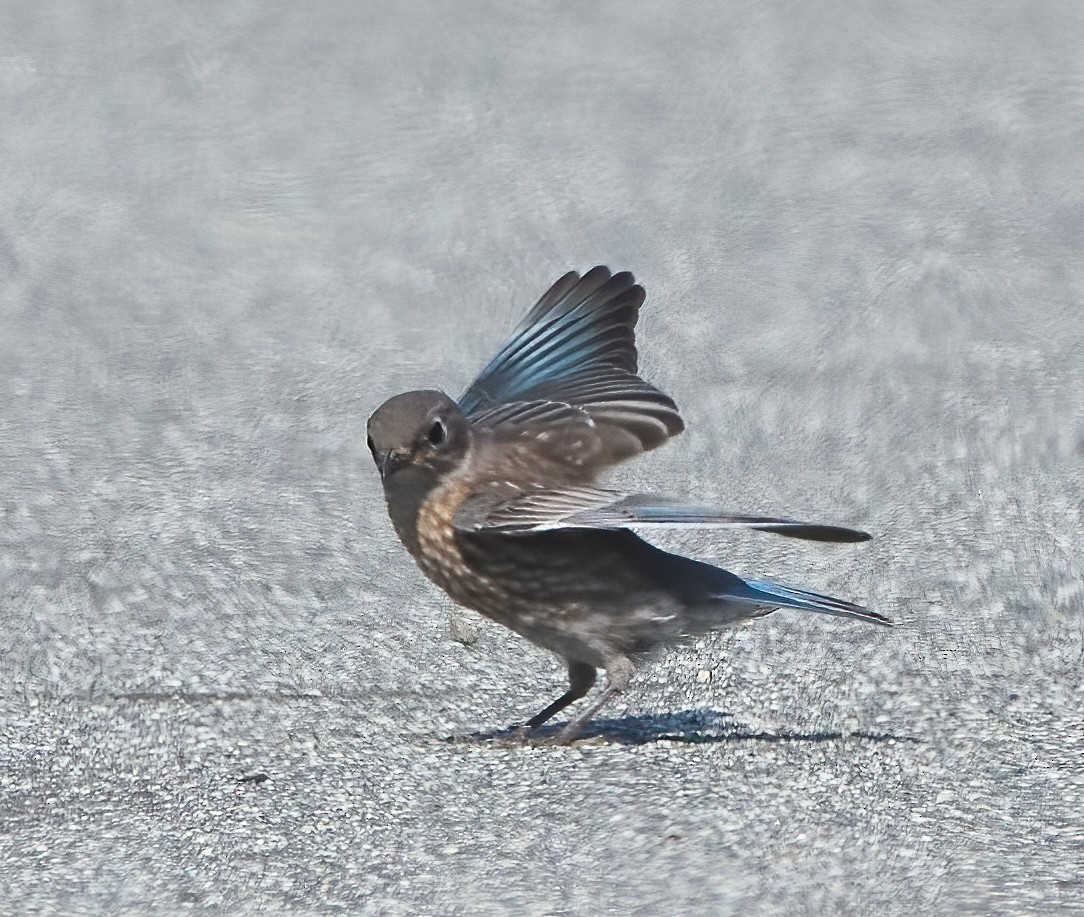 Western Bluebird - ML637259337