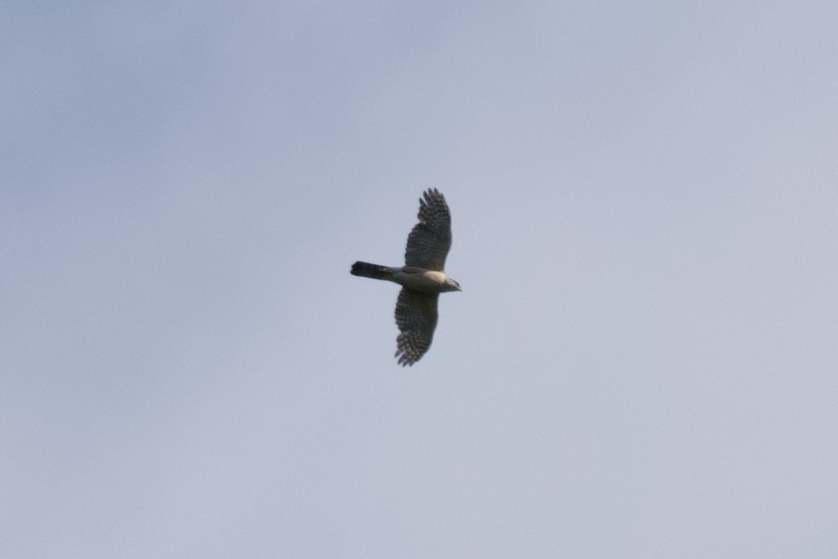 Cooper's Hawk - ML637259340