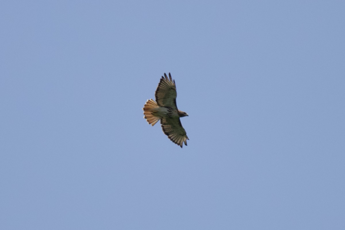Red-tailed Hawk - ML637259352