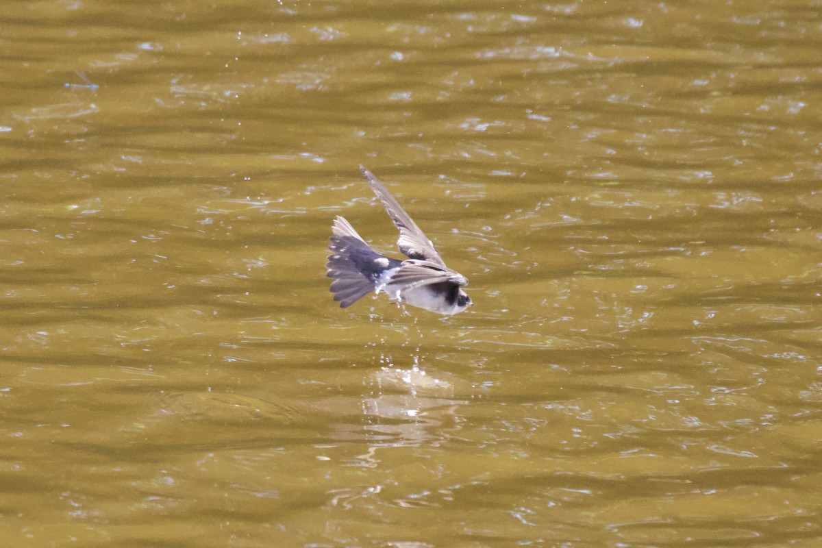 Tree Swallow - ML637259387