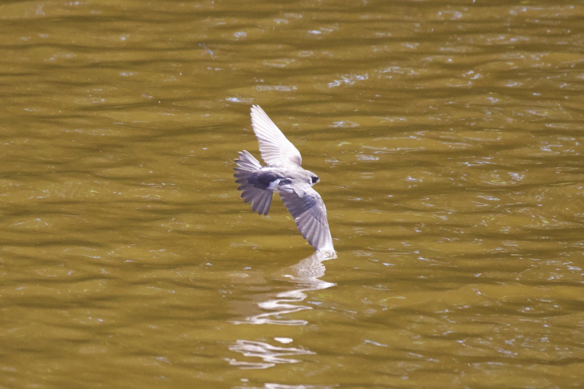 Tree Swallow - ML637259388