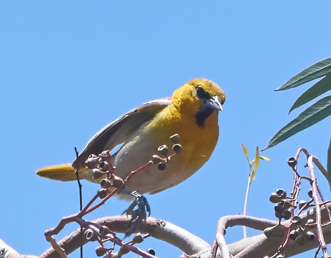 Bullock's Oriole - ML637259394
