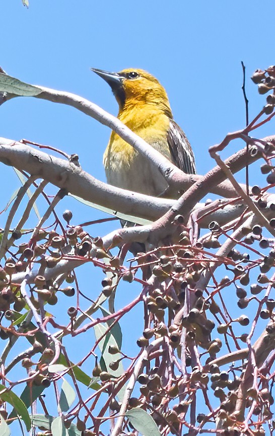 Bullock's Oriole - ML637259397