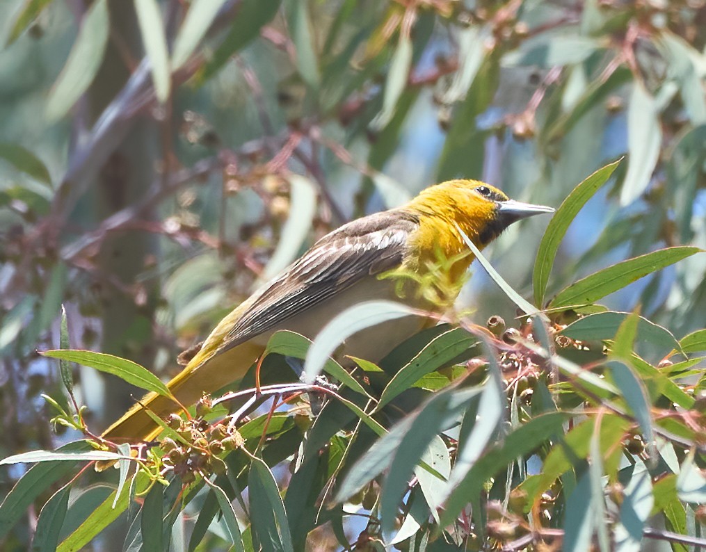 Bullock's Oriole - ML637259398