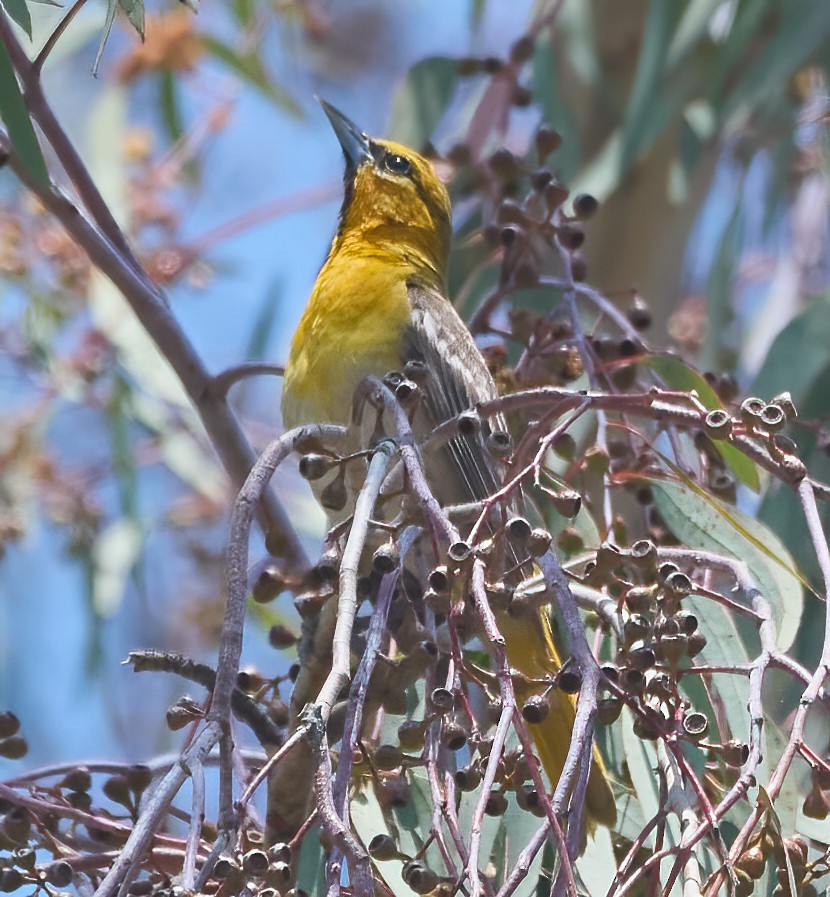 Bullock's Oriole - ML637259399