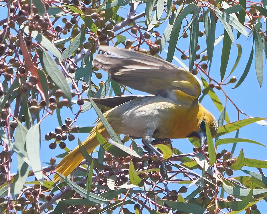 Bullock's Oriole - ML637259400
