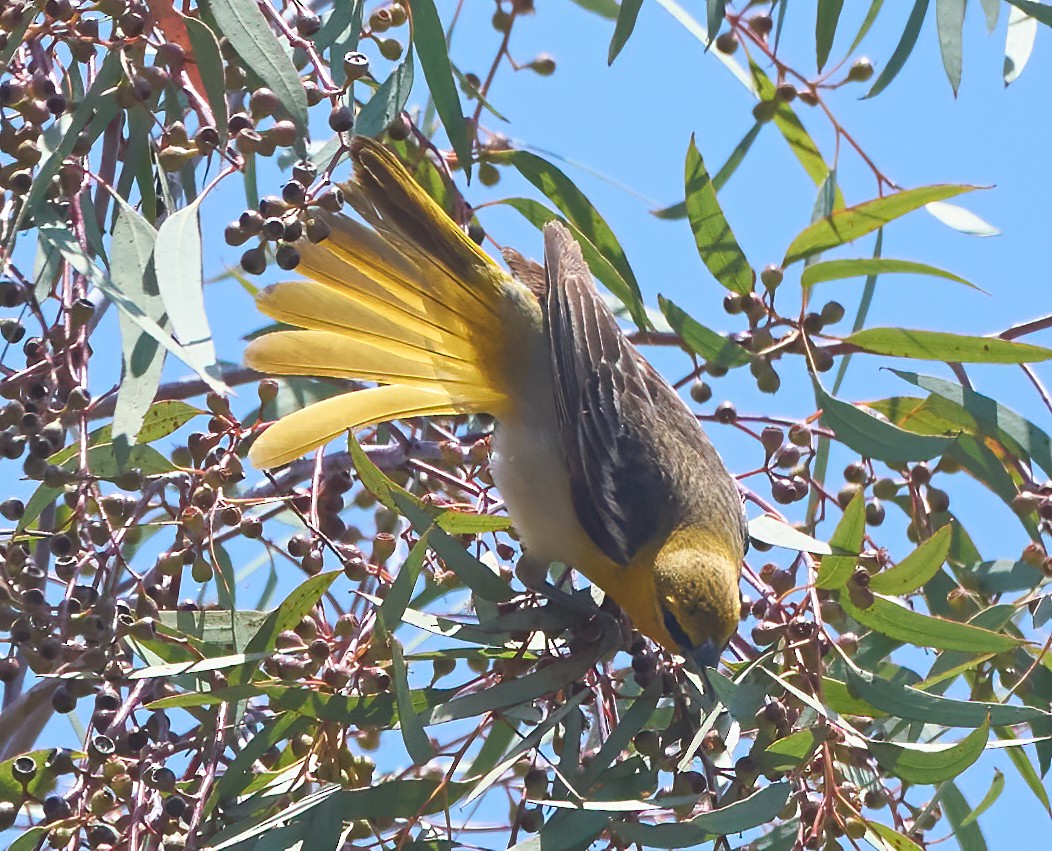 Bullock's Oriole - ML637259401
