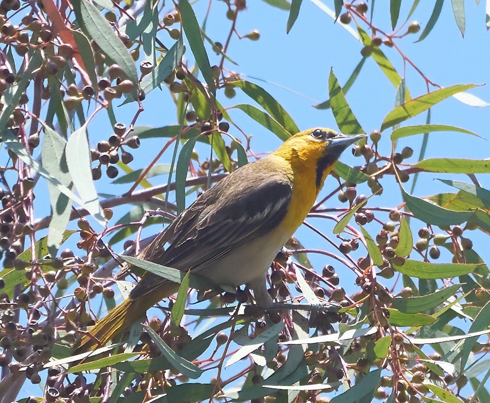 Bullock's Oriole - ML637259403