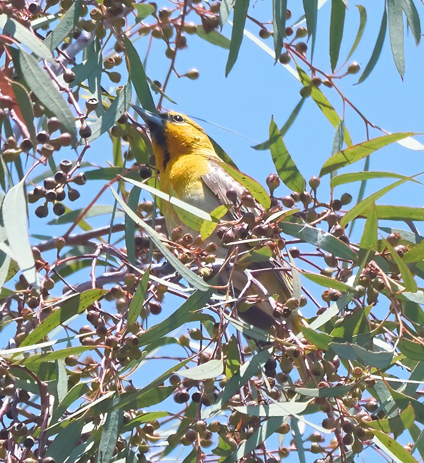 Bullock's Oriole - ML637259404