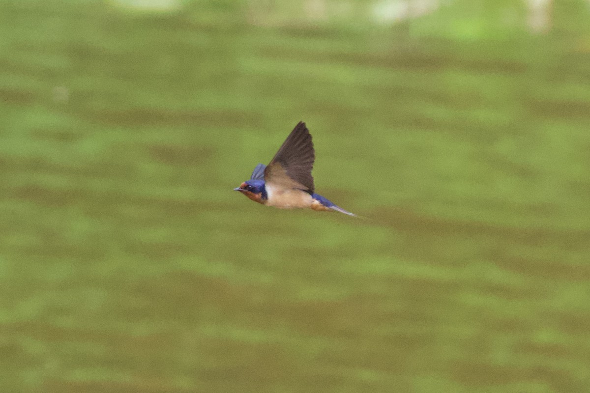 Barn Swallow - ML637259409
