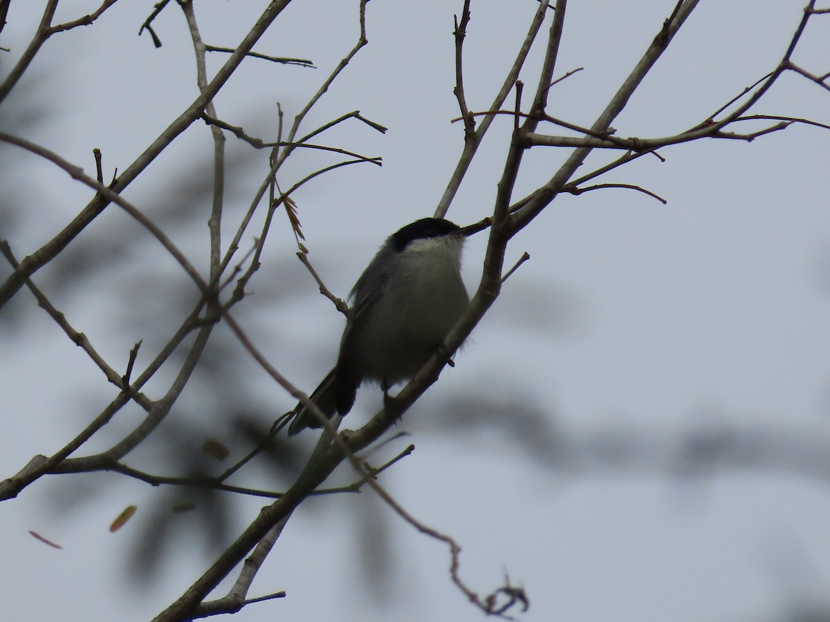 Tropical Gnatcatcher - ML637259410