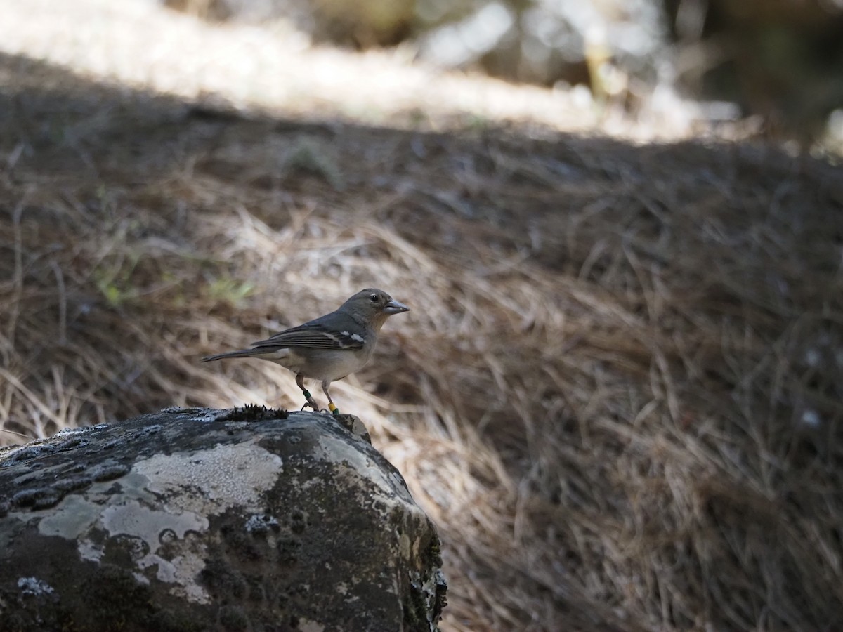 Gran Canaria Blue Chaffinch - ML637259411